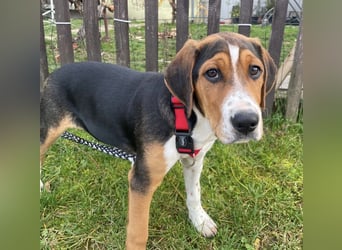 Prince ein ganz toller Welpe