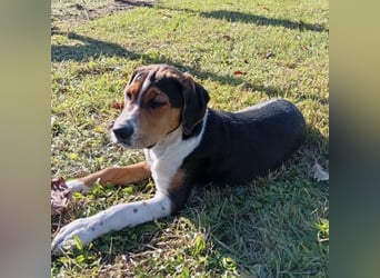 Prince ein ganz toller Welpe