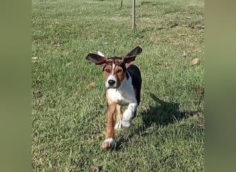 Prince ein ganz toller Welpe