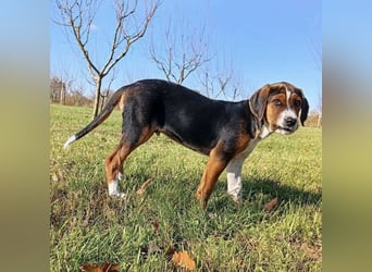 Prince ein ganz toller Welpe