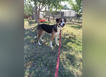 Thor - Traumhund sucht Familie