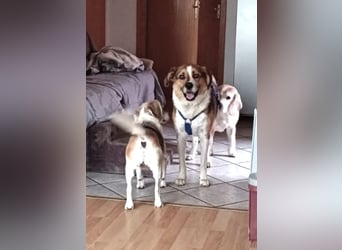Simba - wer gibt dem lieben Rüden eine Chance
