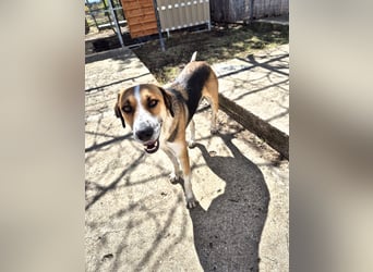 Thor - Traumhund sucht Familie