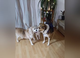 Simba - wer gibt dem lieben Rüden eine Chance