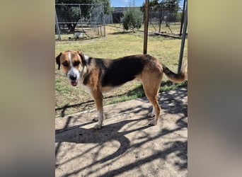 Thor - Traumhund sucht Familie