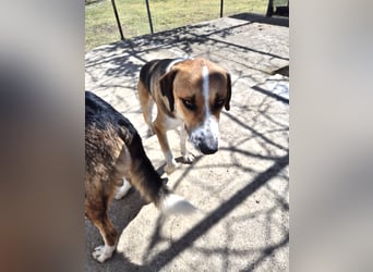 Thor - Traumhund sucht Familie