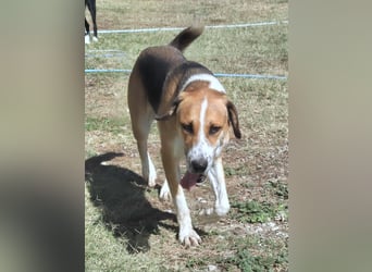 Thor - Traumhund sucht Familie