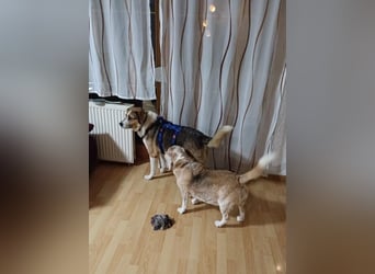 Simba - wer gibt dem lieben Rüden eine Chance