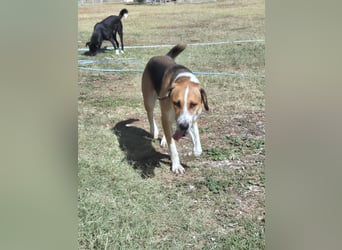 Thor - Traumhund sucht Familie