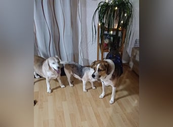 Simba - wer gibt dem lieben Rüden eine Chance