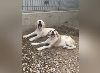 Buffy: Kuschelmaus mit Schlappohren
