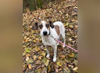 Csiri BE - kleine Hündin sucht liebes Zuhause