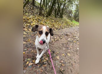 Csiri BE - kleine Hündin sucht liebes Zuhause