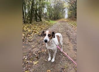 Csiri BE - kleine Hündin sucht liebes Zuhause