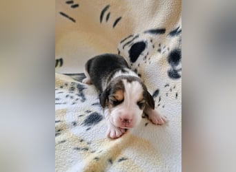 Beaglewelpen reinrassig mit Papieren