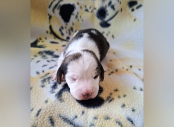 Beaglewelpen reinrassig mit Papieren