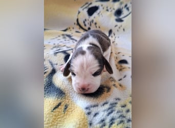 Beaglewelpen reinrassig mit Papieren