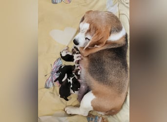 Beaglewelpen reinrassig mit Papieren