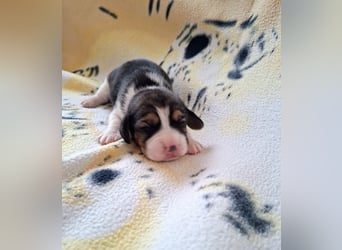 Beaglewelpen reinrassig mit Papieren