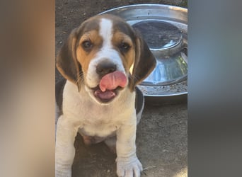 Beagle Welpen