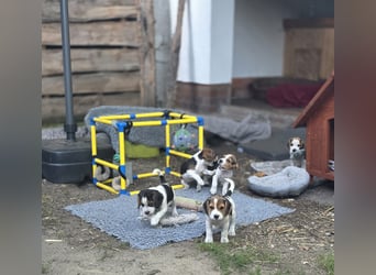 Beagle Welpen