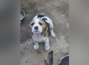 Beagle Welpen
