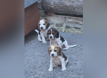 Beagle Welpen