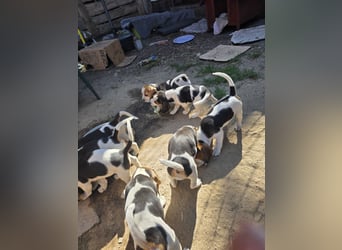 Beagle Welpen