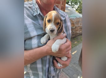 Beagle Welpen