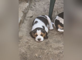 Beagle Welpen