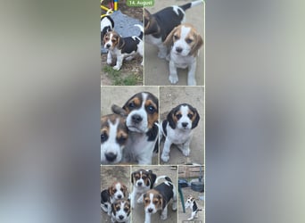 Beagle Welpen
