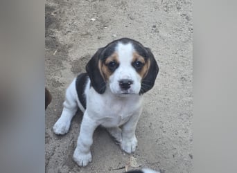 Beagle Welpen