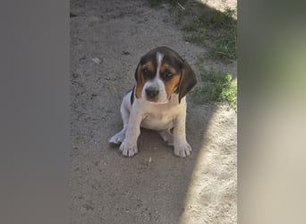 Beagle Welpen
