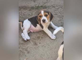 Beagle Welpen
