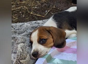 Beagle Welpen
