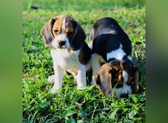 F1-BEAGLIER und CAVAPOO-WELPEN aus Etischer Zucht mit FCI-reinrassigen Eltern! CHAMPION BLUTLINIE