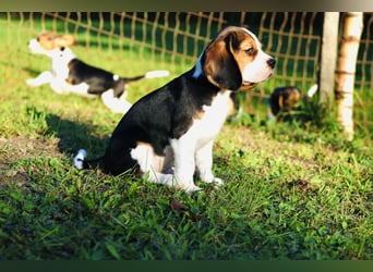 F1-BEAGLIER und CAVAPOO-WELPEN aus Etischer Zucht mit FCI-reinrassigen Eltern! CHAMPION BLUTLINIE