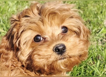 F1-BEAGLIER und CAVAPOO-WELPEN aus Etischer Zucht mit FCI-reinrassigen Eltern! CHAMPION BLUTLINIE