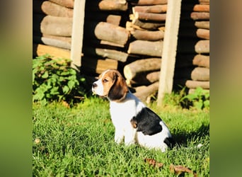 F1-BEAGLIER und CAVAPOO-WELPEN aus Etischer Zucht mit FCI-reinrassigen Eltern! CHAMPION BLUTLINIE