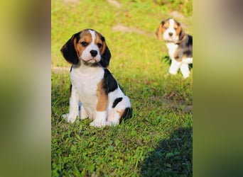 F1-BEAGLIER und CAVAPOO-WELPEN aus Etischer Zucht mit FCI-reinrassigen Eltern! CHAMPION BLUTLINIE
