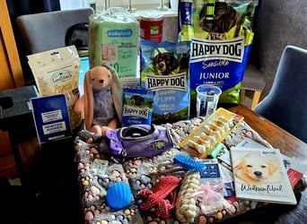 F1-BEAGLIER und CAVAPOO-WELPEN aus Etischer Zucht mit FCI-reinrassigen Eltern! CHAMPION BLUTLINIE