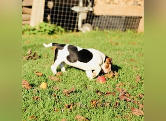 F1-BEAGLIER und CAVAPOO-WELPEN aus Etischer Zucht mit FCI-reinrassigen Eltern! CHAMPION BLUTLINIE