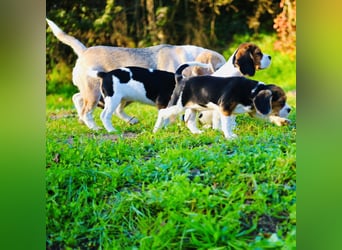 F1-BEAGLIER und CAVAPOO-WELPEN aus Etischer Zucht mit FCI-reinrassigen Eltern! CHAMPION BLUTLINIE