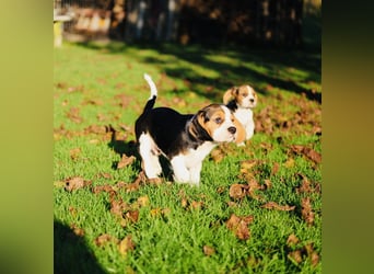F1-BEAGLIER und CAVAPOO-WELPEN aus Etischer Zucht mit FCI-reinrassigen Eltern! CHAMPION BLUTLINIE