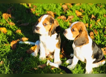 F1-BEAGLIER und CAVAPOO-WELPEN aus Etischer Zucht mit FCI-reinrassigen Eltern! CHAMPION BLUTLINIE