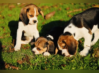 F1-BEAGLIER und CAVAPOO-WELPEN aus Etischer Zucht mit FCI-reinrassigen Eltern! CHAMPION BLUTLINIE