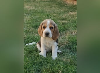 Beaglewelpen reinrassig mit Papieren