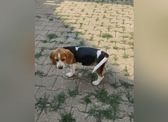 Beaglewelpen reinrassig mit Papieren
