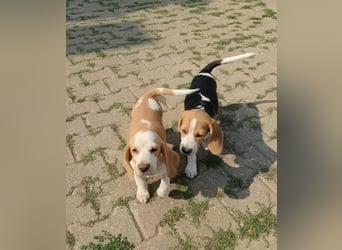 Beaglewelpen reinrassig