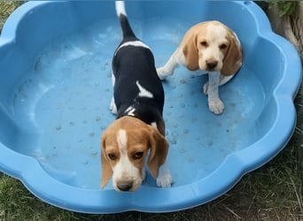 Beaglewelpen reinrassig mit Papieren